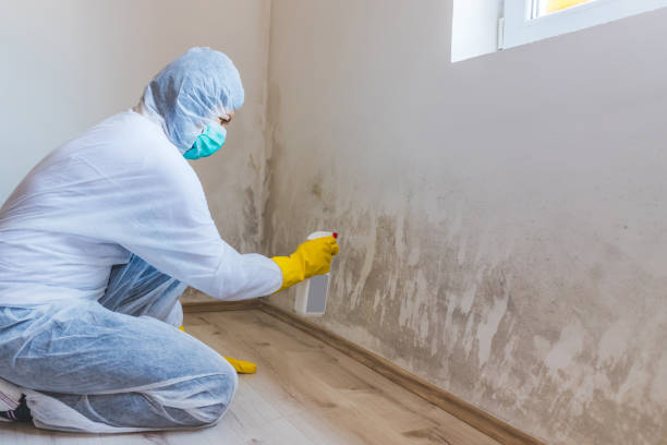 Licensed Mold Testing service in Spicewood, TX - WQB Mold Removal